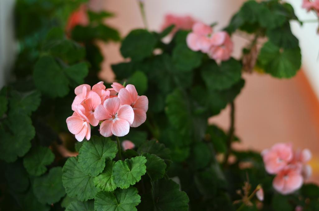 Eco Lodge La Juanita 마니살레스 외부 사진
